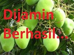 Oleh karena itu, biasanya petani pisang ketika memanen pisang caranya dengan langsung menebas pohon pisangnya. Pin Di Tanaman
