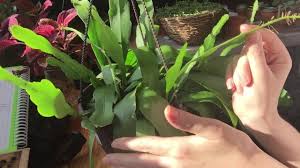 Try to make this spot almost permanent, as the christmas cactus does not like to be moved. Orchid Cactus Growing Care And Propagation Part 1 Youtube