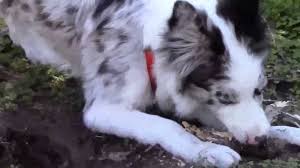 Border Collie Blue Merle The Little Ash Youtube I have recently been looking into getting a border collie puppy, and this is how i got here. border collie blue merle the little