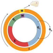 Check spelling or type a new query. Cell Cycle Definition Phases Examples Regulation Biology Dictionary