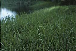 Image result for Panicum carneovaginatum