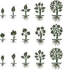 3 Ways A Tree Grows Large And Tall Growing Tree Tree Growth Tree Illustration