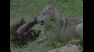 WOLVERINE ATTACKS WOLF - YouTube