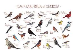 Black And White Birds In Georgia Georgia Backyard Birds Field Guide Art Print Watercolor Painting Print Birdwatching Wall Art Nature Print Bird Poster Birds Of Georgia Backyard Birds Bird Poster