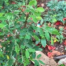 Image result for Phyllanthus retinervis