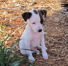 This Is The Cutest Feist I Ve Seen In A Long Time I Want One Like This Someday Galla Feist Squirrel Dog Hunting Photo Hunting Dogs Rat Terrier Dogs Dogs