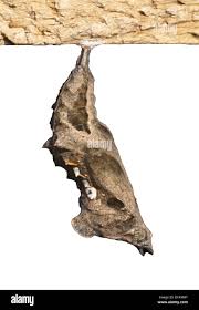 Image result for Polygonia c-album