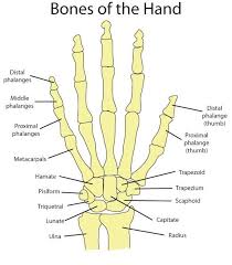 Hand Bone Anatomy News Information Hand Bones Anatomy