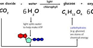 Chemical Formula For Photosynthesis Photosynthesis Chemical Energy Chemical Formula