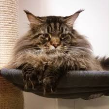 Maine coon cats & kittens in uk. Pin On Hollycoon S Maine Coon