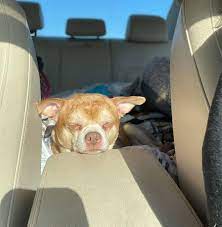Like the star he is, he only bothers to acknowledge his subordinates when there is rotisserie chicken in play. Adoption Post Honestly Lists Everything That S Wrong With This Demonic Chihuahua And It Goes Viral Bored Panda