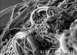 Image result for Bauhinia burrowsii