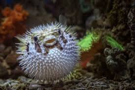 Nama binatang di amerika utara dan selatan. Mahkluk Mahkluk Bulat Di Kerajaan Satwa Dari Ikan Buntal Sampai Binatang Berbaju Zirah Bbc News Indonesia