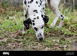 Image result for dalmatin