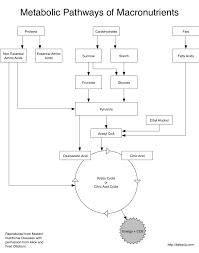 metabolic pathways of proteins carbohydrates and fats in