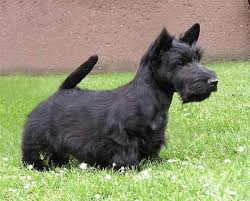 Image result for skotský teriér