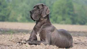 Join millions of people using oodle to find puppies for adoption, dog and puppy listings, and other pets adoption. Great Dane Price Temperament Life Span