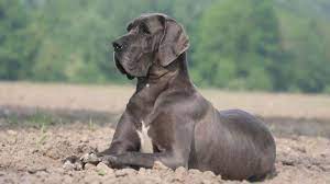 Gracie the black and white harlequin great dane as a puppy at 8 weeks old. Great Dane Price Temperament Life Span