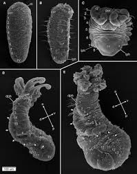 Image result for Entada bacillaris