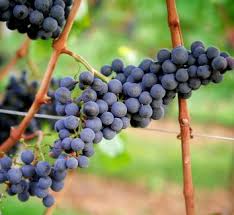 Image result for Vitis
