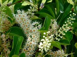 Image result for Terminalia sambesiaca