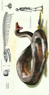 Titanoboa — die fossilen überreste von titanoboa. Titanoboa Cerrejonensis Ist Die Grosste Bekannte Schlange Jetzt Ausgestorben War Die Schlange Ein Prehistoric Animals Extinct Animals Prehistoric Creatures
