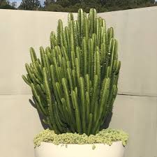 Image result for Euphorbia kilwana
