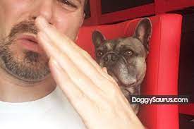 Well, it will all make sense after you take a little lesson in dog anatomy. Why Does My Female Dog Smell Like Fish Breath Urine Butt