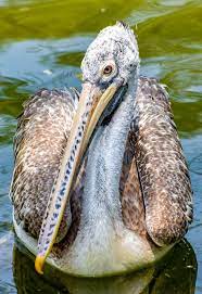 Caption Where Words Are Restrained The Eyes Often Talk A Great Deal Spot Billed Pelican Theme Wildlife Devise Bird Pictures Pet Birds Animals