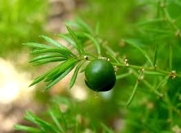 Check out our foxtail fern selection for the very best in unique or custom, handmade pieces from our craft supplies & tools shops. Plantfiles Pictures Asparagus Foxtail Fern Myersii Asparagus Densiflorus By Htop