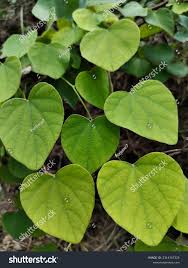 Image result for Cissampelos