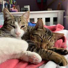 Happy Adoptiversary to Jenn, Chris, Cosmo and DC🥳😸 Here's what Jenn had  to say about her furry boys😻👇 "Everything is going fantastic. We love our  newest members of the family, our little