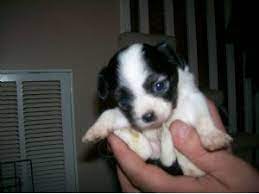 Shih tzu puppies barking and growling barking angry barking videos angry shih tzu barking sound effect barking loud. Shih Tzu Puppies In Virginia