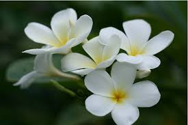 White Flowers And Their Names Pictures 5