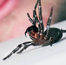 Ornament vogelspinne (fringed ornament tarantula)9. Bio Pestizid Retten Todlich Giftige Spinnen Die Bienen Welt