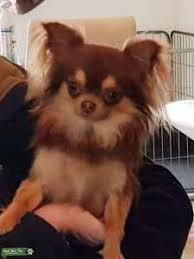 Chihuahua pups 3 weeks old 3 girls and a boy they will be wormed and flead and have 1st injection and chipped before leaving. Stud Dog Chocolate Tan Long Coat Chihuahua Breed Your Dog