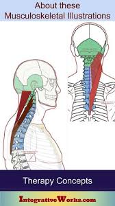 Pin On Anatomy General