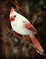 Cedar Waxwing Brown Birds That Look Like Cardinals White Cardinal Beautiful Birds Pretty Birds Animals Beautiful
