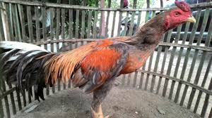 Ada bentuk telapak kaki yang kecil dan panjang dan ada juga yang lebar dan pendek. Kumpulan Ayam Bangkok Pakhoy Birma Spesialis Pukul K O Saraf Jiling Kuda Lari Atret Pull Brakot 25 By Ayam Tarung Channel