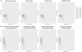 Image result for Cleome schimperi