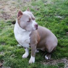 Probulls typicall has has xxl blue pitbull puppies for sale or breedings that will produce xl blue pitbull puppies. Xxl Biggest Best Extreme Pitbulls American Bully Breeder Kennel Tri Puppies For Sale Massive American Bully