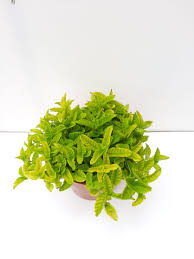 Image result for Platostoma montanum