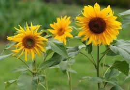 Manfaat daun bunga matahari ternyata memiliki kegunaan yang sangat bermanfaat baik bagi kesehatan manusia ataupun untuk ternak serta kulit. Khasiat Bunga Matahari Kembali Ke Alam