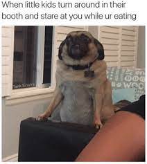 30 Animal Memes That Will Make You Laugh Until You Cry Pugs Funny Funny Animal Memes Funny Pictures