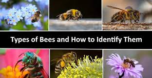 Therefore, bumblebees can sting more than once. Types Of Bees With Identification Guide And Pictures