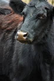 Black Angus Calves For Sale Near Me Pin On Allegra Nicole Photography