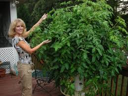 Check out more product review i have used other vertical garden products previously and this one is really the simplest to plant and manage for 'humans of a 'certain' age. History Of The Tower Garden Urban Ag News