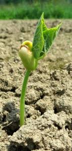 Adding organic matter will enhance the soil with nutrients tilling is most effective when it is moist and not wet and during the wintertime, if you're looking to use it for spring planting. How To Prepare Garden Soil For Spring Planting Farm And Dairy