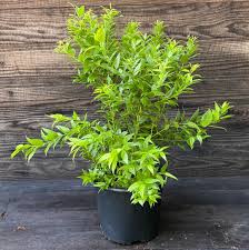 Image result for Agarista