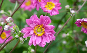 Herbst Anemonen Durch Wurzelschnittlinge Vermehren Herbstanemone Pflanzen Blumen Stauden